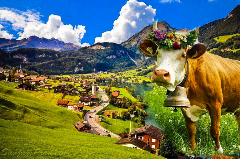 Zvicër, lopët më të bukura në botë