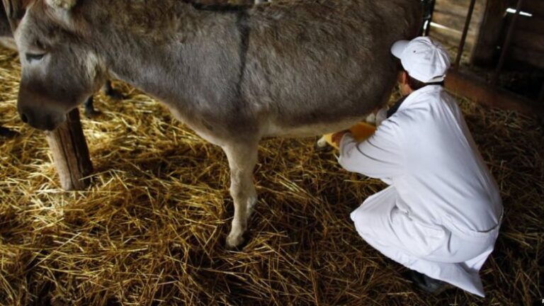 Në Shqipëri shumëfishohet kërkesa për qumështin e gomaricës, litri kushton 50 euro – në vendin ku paga mesatare është 400