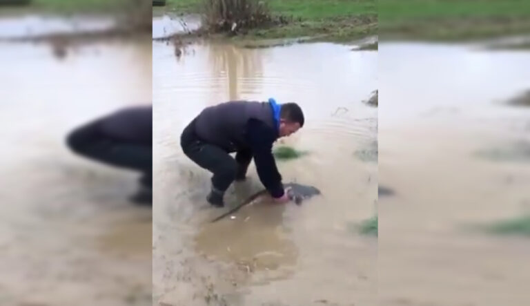 VIDEO: Vërshimet, qytetari gjen një peshk të madh në oborr