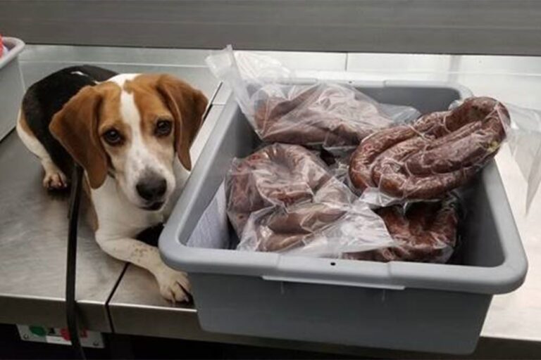 Në aeroportin amerikan qeni i zë kosovarit 40 kilogramë suxhuk