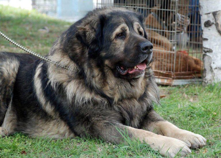 Qeni i Sharrit – Deltari Ilir, autokton në trojet shqiptare