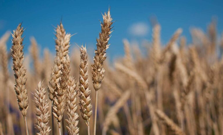 Deri në fund të javës distribuohen 20 milionë euro për fermerët kosovarë