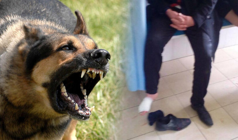 Tmerrohet familja në Suharekë, qeni i tërbuar ngjitet në katin e katërt e i sulmon, e mbysin me thikë