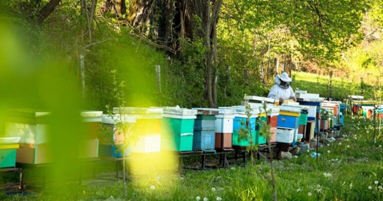 Komuna e Prizrenit organizon trajnim për fermerët bletarë me temën “Bletaria organike”