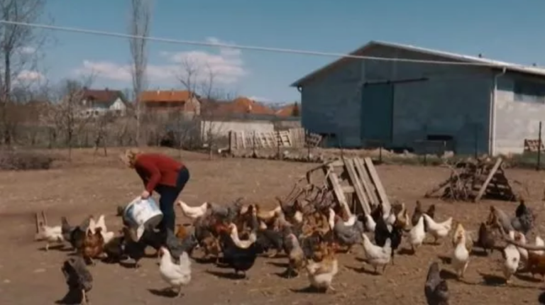 Fermerja nga Suhareka që kujdeset për pesë mijë pula