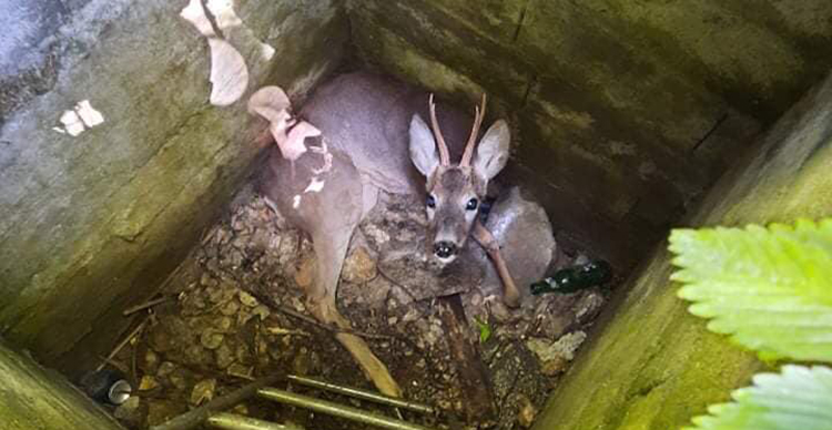 Punëtorët e KRU ” Hidroregjioni jugor” në Prizren, ia shpëtojnë jetën një kaprolli të bllokuar në pusetë