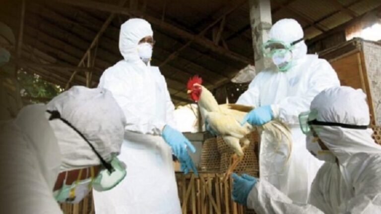 E konfirmon AUV: Gripi i shpezëve prezent në Kosovë