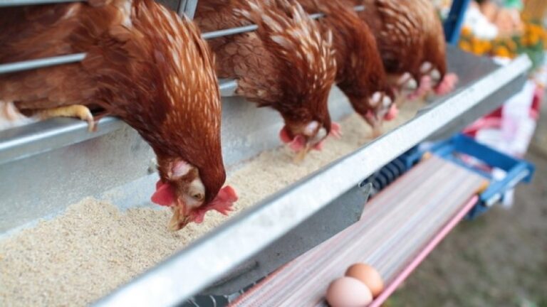 Shfaqet Gripi i Shpezëve në katër vende në Kosovë, merren masa për parandalim