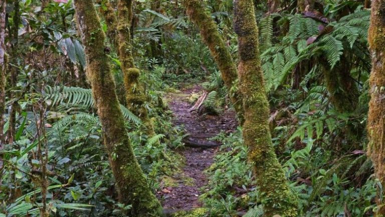 Pylli plotë të fshehta në Indonezi, brenda tij mund të futen vetëm femrat – meshkujt që tentojnë të futen dënohen