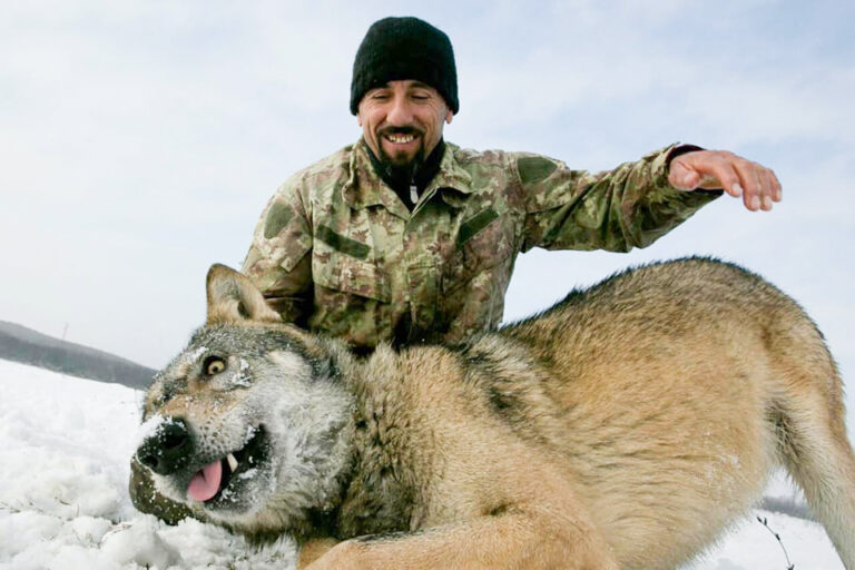 Sulmohet “kosovari që jeton mes ujqve”, bëhet për spital nga disa persona