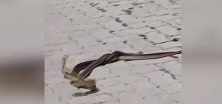 Gjarpërinjtë në rrugën e fshatit Billushë, luftojnë kokë më kokë me njëri-tjetrin