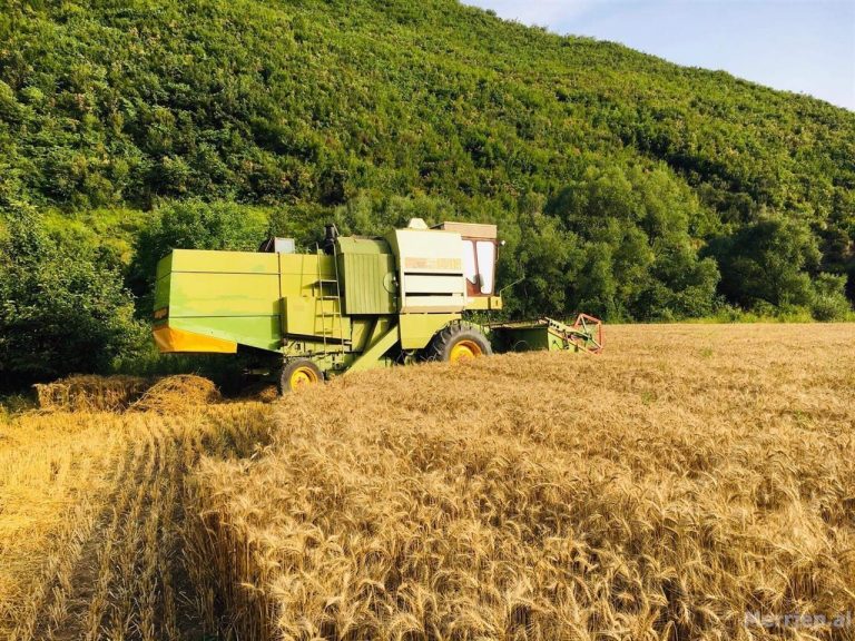 Një bujk në Gjonaj të Prizrenit sulmon fizikisht shoferin e kombajnës që nuk ia korri grurin