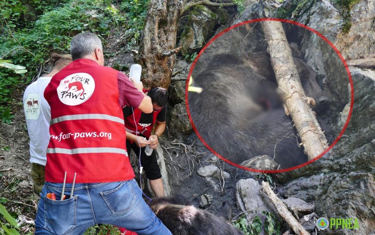 Operacioni për shpëtimin e ariut në Kukës