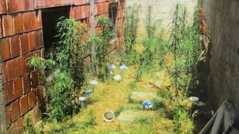 Kultivoi kanabis në oborrin e shtëpisë, arrestohet gjakovari