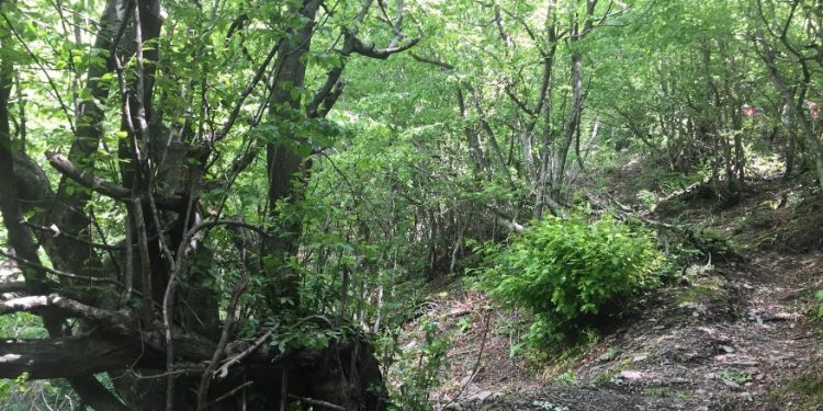 Burri nga Drenasi e gjen të vdekur vëllain në pyll, njoftohet policia