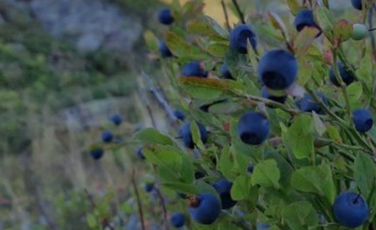 Duke mbledhur boronica rrëshqet dhe bie në një greminë në Prevallë, ndërronë jetë 29-vjeçari