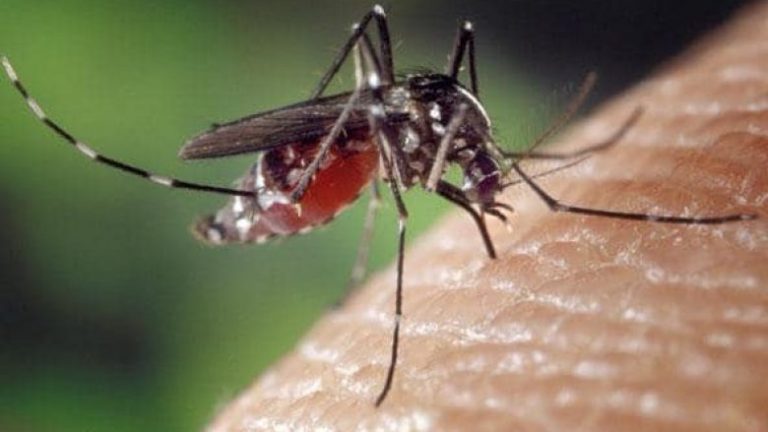 IKSHPK: Në Kosovë nuk ka virus të Nilit perëndimor!