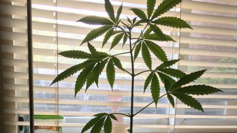 Italianët tani mund të rrisin kanabisin në shtëpi – por vetëm me një shkallë të vogël