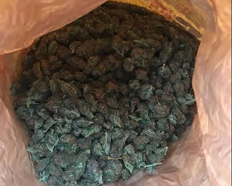 Graçanicë: Bastisen dy shtëpi dhe gjenden mbi një kg marihuanë, arrestohet një person