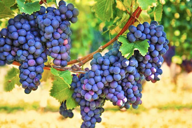 Vreshtarët ankohen për çmimin për kilogram rrushi: I ulët, nuk mbulojmë as shpenzimet