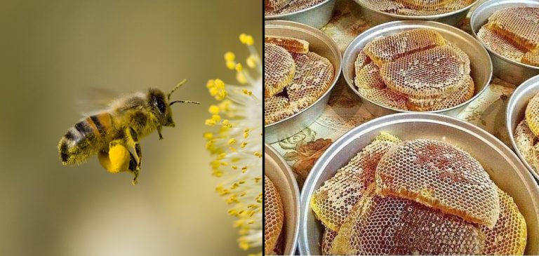 Bleta, punët e verës: shtimi, qumështi, vjelja e mjaltit (Video)