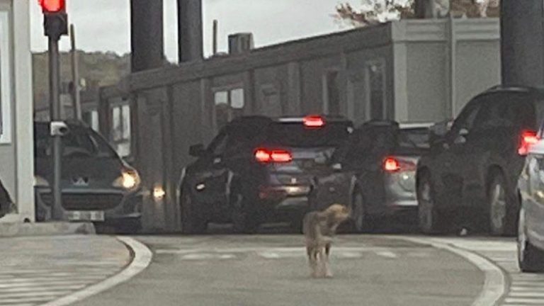 Dy orë pritje për të kaluar kufirin Kosovë-Serbi