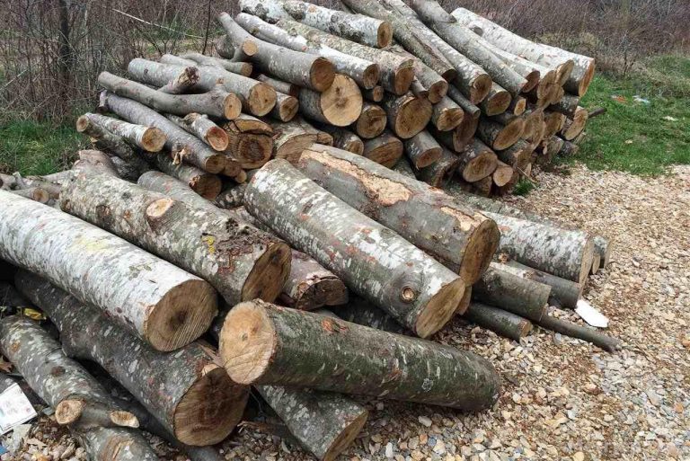 “Mbrojtja e pyjeve 2022”, Policia flet për planin operativ