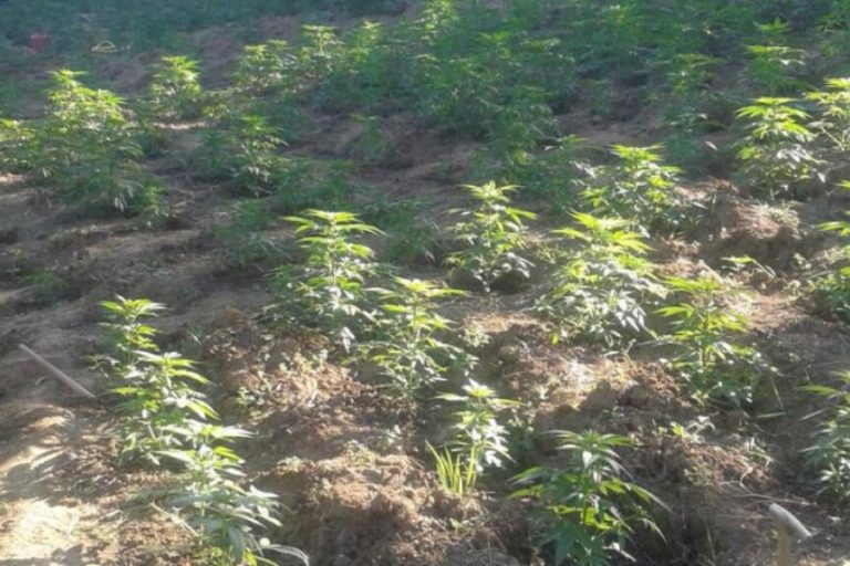 Dënohet me 1 vjet e 6 muaj burgim 81-vjeçari që pranoi se kultivoi 150 bimë të llojit marihuanë në Koshare