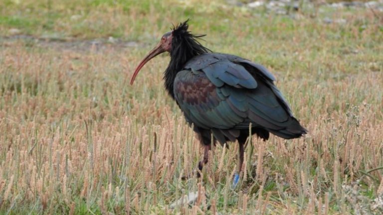 Kojliku i zi kokëkuq, shpendi i rrallë prej dy ditësh në Shqipëri