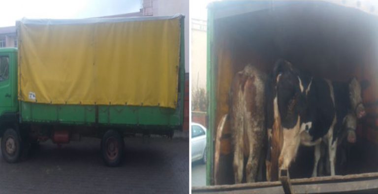 Kontrabanda e kafshëve/ Ndalohet i dyshuari afër kufirit me Maqedoninë e Veriut