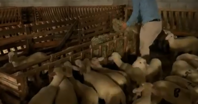 Atmosfera në një fermë me 100 qengja në Pllajnik të Dragashit