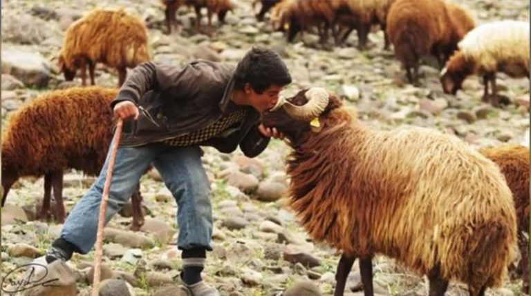 Skocia kërkon të rekrutojë çobanë për 3 vite punë me delet