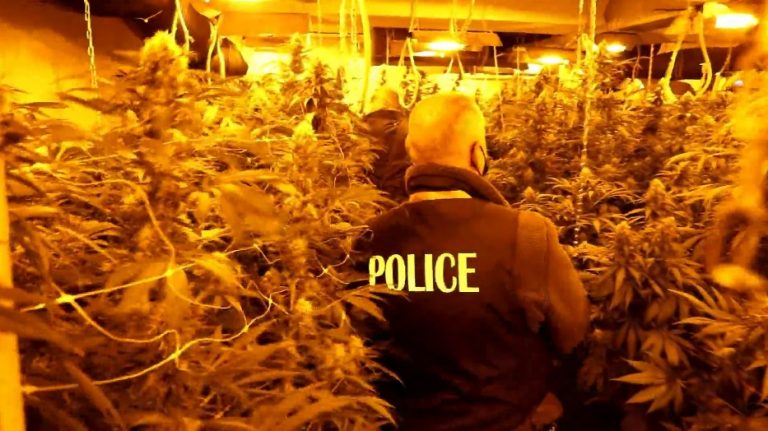 Suharekë, konfiskohen substanca narkotike në vlerë 1 milion euro, arrestohen 6 persona