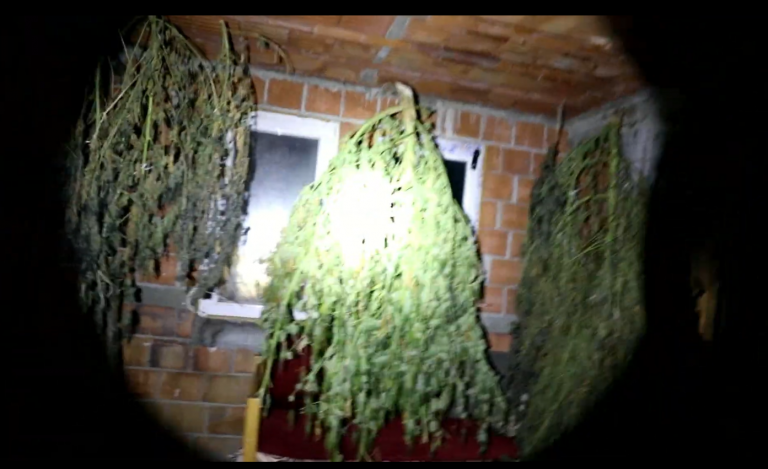 Arrestohen pesë persona, iu konfiskohen mbi 9 kg marihuanë