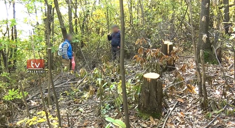 Policia arreston përgjegjësin e autoritetit pyjor në Komunën e Prizrenit