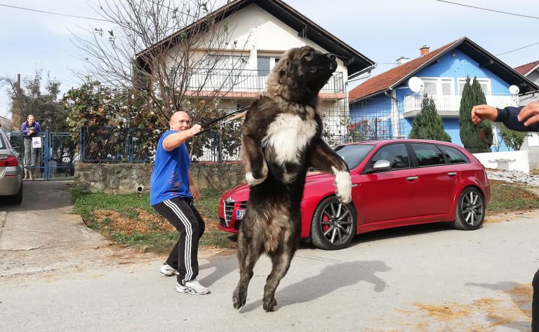 Qeni Sharrit – Deltar Ilir autokton në Trojet Shqiptare, kjo është historia