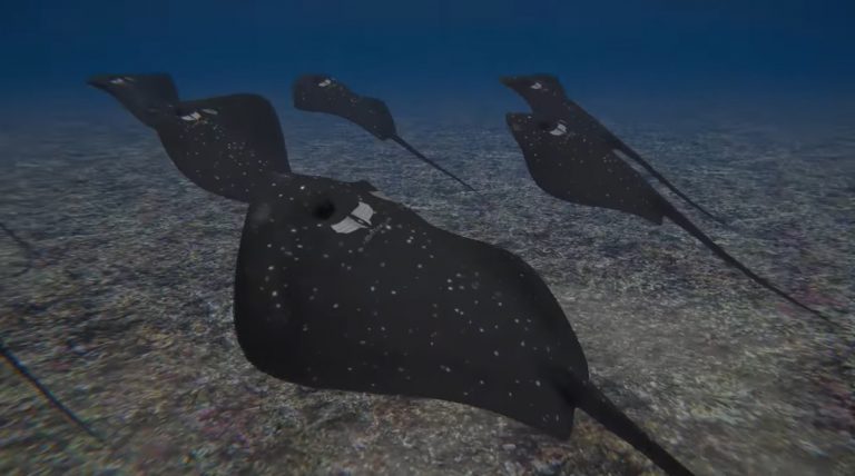 Arma më e çuditshme e Turqisë, lundron si një peshk i zakonshëm deri tek objektivi