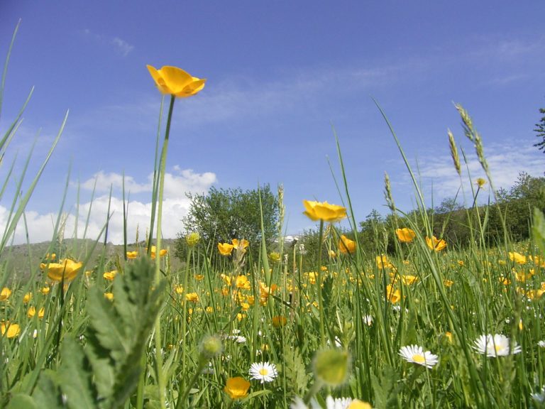 Për shkak të ndryshimeve klimatike pranvera fillon më herët