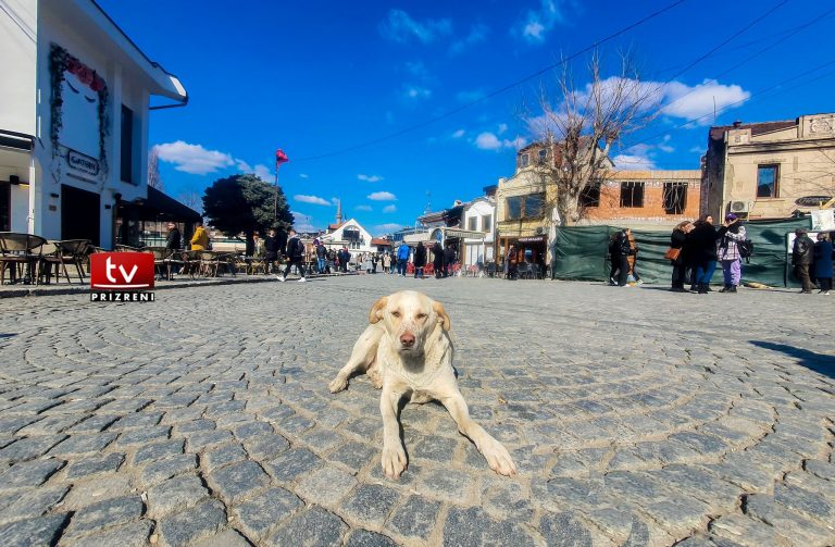 Kosova fillon vendosjen e çipave për qentë me pronarë