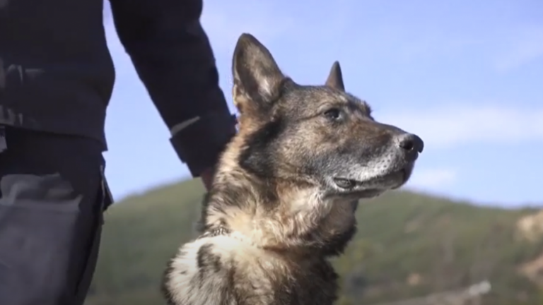 Qeni “hero” i policisë shqiptare del në pension, polici nuk ndahet dot prej tij dhe e adopton