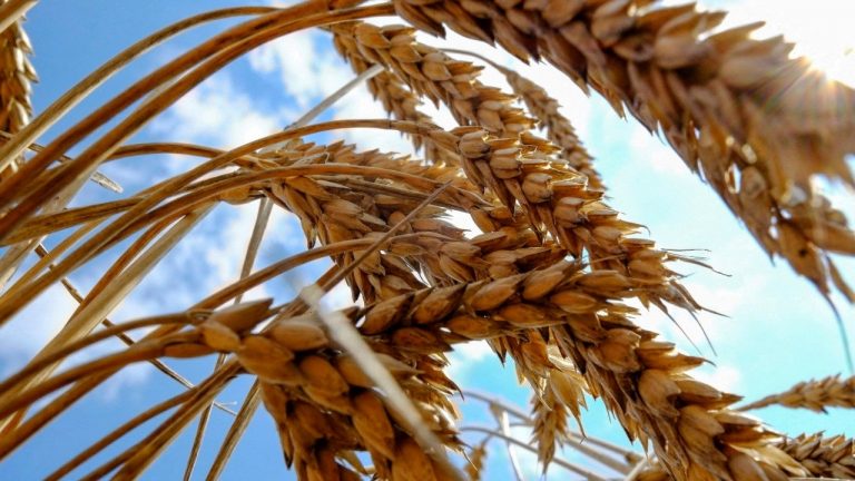 Ukraina ndalon eksportet e thekrës, elbit, miellit, sheqerit dhe mishit deri në fund të vitit