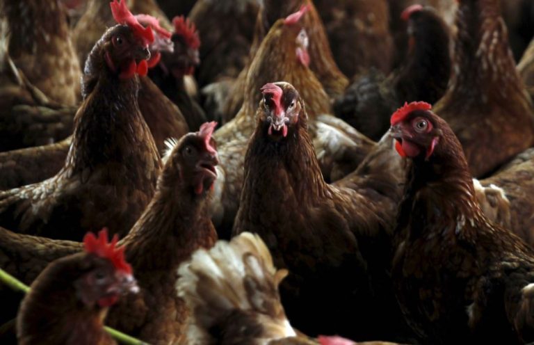 Kosova merr masa për t’u mbrojtur nga gripi i shpezëve