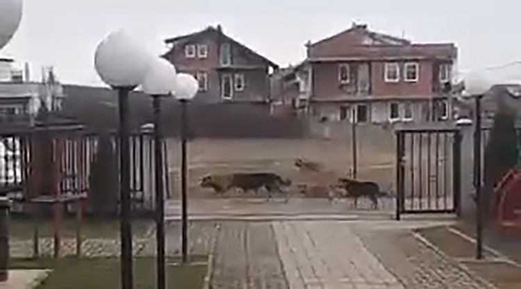 Banorët e lagjes “Arbana” ankohen për prezencën e qenve endacakë