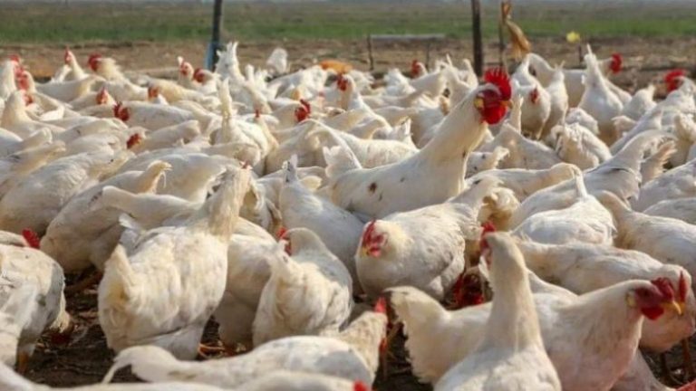 Ndalohet importi i shpezëve nga disa rajone të Polonisë në Kosovë