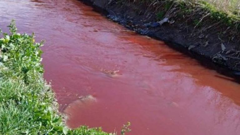 Hodhën mbetjet e kafshëve në lum, dënohen me nga 700 euro thertoret në Gjilan