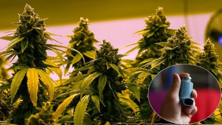 Mijëra njerëzve do t’u jepet kanabis si qetësues çdo ditë në një provë të re që mund të hapë rrugën që ai të përdoret si ilaç në Britani