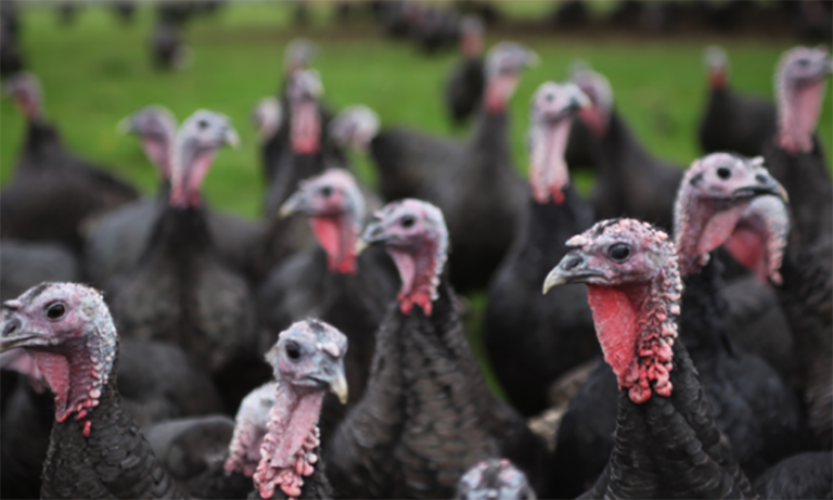 Prishtinasi dënohet me 4 muaj burgim me kusht pasi bleu tri qura dhe një quran të vjedhur