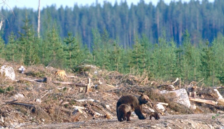 Tre arinj hyjnë në pronën e një banori në Bllacë të Suharekës, dëmtojnë 35 kosha bletësh dhe një varrezë