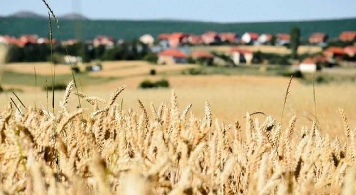 Mërgimtari vjen në Kosovë dhe mbjell tokën, grurin e fal për njerëzit në nevojë