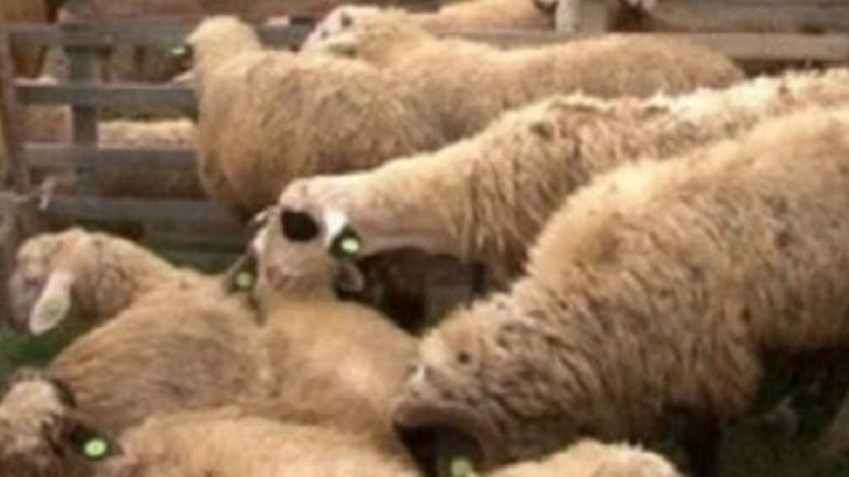 Policia kontrollon një kombi, gjen 25 qengja që dyshohen të jenë kontrabanduar nga Serbia